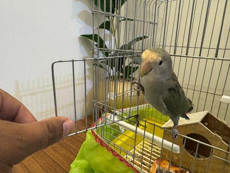 Tuwaiq, Pet Supplies, SAR 300,  Love Bird Hand Tamed Hand Fed