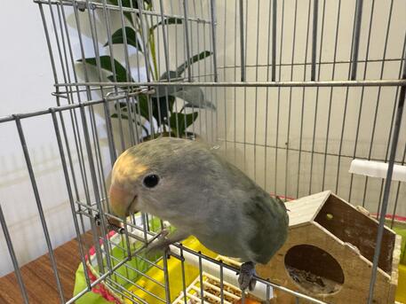 Tuwaiq, Pet Supplies, SAR 300,  Love Bird Hand Tamed Hand Fed