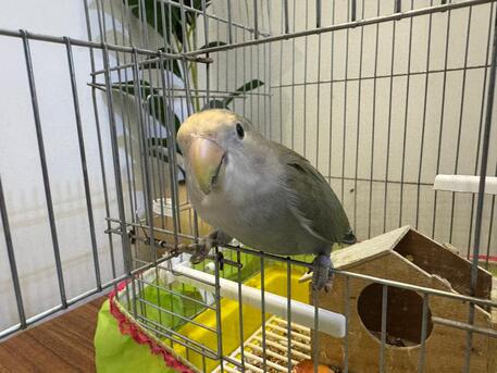 Tuwaiq, Pet Supplies, SAR 300,  Love Bird Hand Tamed Hand Fed