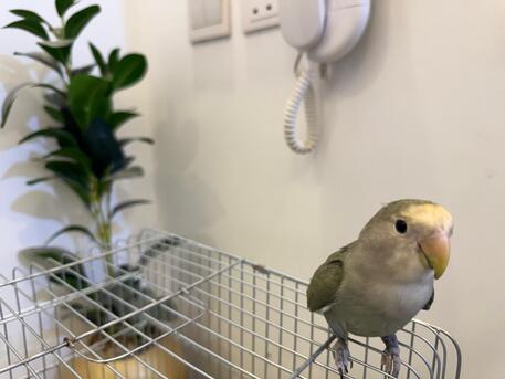 Tuwaiq, Pet Supplies, SAR 300,  Love Bird Hand Tamed Hand Fed