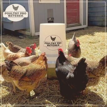 New York, Business, 5 Gallon Poultry Waterer