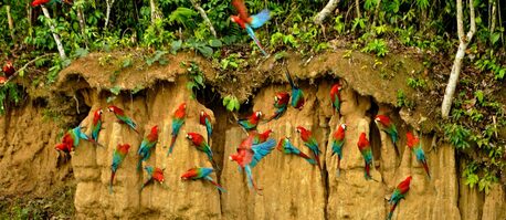 Toronto, Travel, Best Tambopata Reserve 4 Days Package Adventure