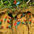 Best Tambopata Reserve 4 Days Package Adventure