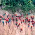 Best Tambopata National Reserve Packages For Adventure