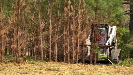 New York, Business, Forestry Clearing Services Across The Big Island