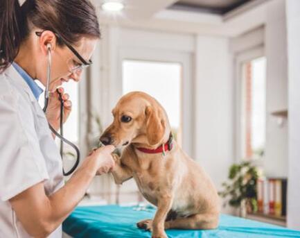 New York, Health, Affordable Cat Vaccination In Encino &mdash; Trusted Care For Your Feline Friend