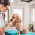 Affordable Cat Vaccination In Encino &mdash; Trusted Care For Your Feline Friend