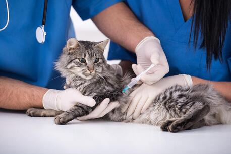 New York, Health, Affordable Cat Vaccination In Encino &mdash; Trusted Care For Your Feline Friend