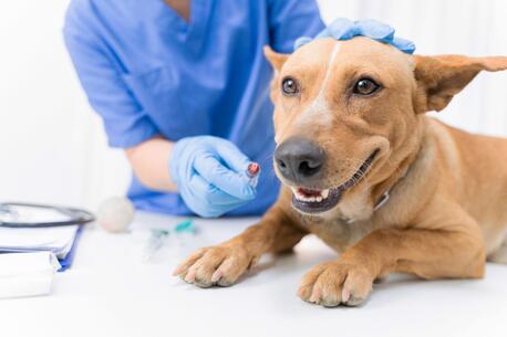 New York, Health, Affordable Cat Vaccination In Encino &mdash; Trusted Care For Your Feline Friend