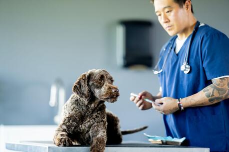 New York, Health, Affordable Cat Vaccination In Encino &mdash; Trusted Care For Your Feline Friend