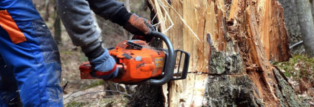 New York, Business, Tip Top Tree Service