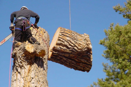 New York, Business, Tip Top Tree Service
