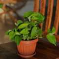 BHD 2,  Money Plant For Sale BD-2 Only