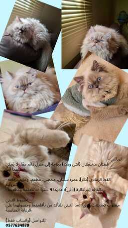 Riyadh, Pet Supplies, Up For Adoption