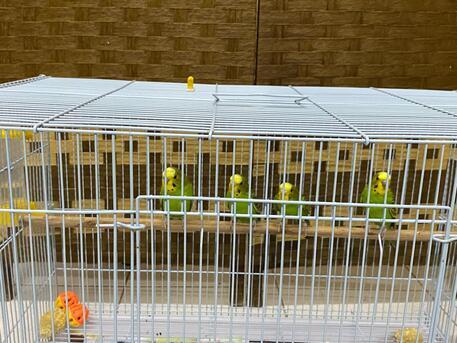 Dammam, Pet Supplies, SAR 400,  I NEED  SAIL 4 PCS  2 FAMIL 2 MAIL  LOVER BIRS INCUDE BIG GAGE ALSO