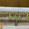 SAR 400,  I NEED  SAIL 4 PCS  2 FAMIL 2 MAIL  LOVER BIRS INCUDE BIG GAGE ALSO