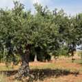 Looking For Importer & Partner For Organic Products