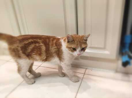 Riyadh, Pet Adoption, Golden Tabby Cat