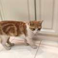 Golden Tabby Cat