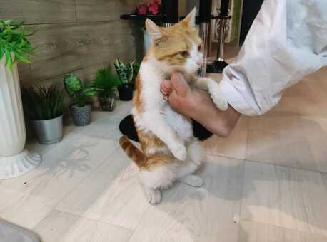 Riyadh, Pet Adoption, Golden Tabby Cat