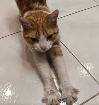 Riyadh, Pet Adoption, Golden Tabby Cat