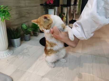 Riyadh, Pet Adoption, Golden Tabby Cat