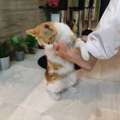 Golden Tabby Cat