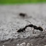 New York, Pest Control, J&J Exterminating Houma