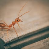 New York, Pest Control, J&J Exterminating Houma
