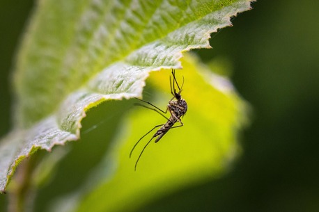 New York, Pest Control, J&J Exterminating Houma
