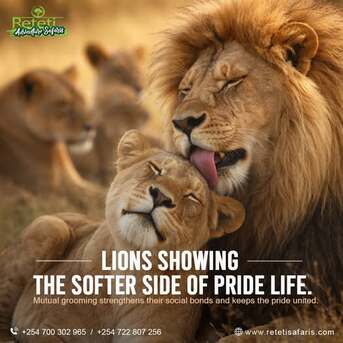 Nairobi, Cleaning, Tanzania Safari Packages From India | Kenya Tanzania Tour Packages From India