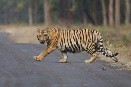Mumbai, Local News, WANTED: PEOPLE WHO STILL CARE ABOUT TIGERS
