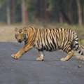 WANTED: PEOPLE WHO STILL CARE ABOUT TIGERS