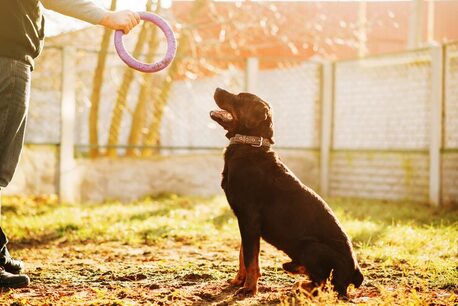 New Delhi, Pet Sitting, Dog Training Service In Delhi
