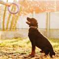 Dog Training Service In Delhi