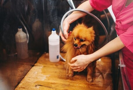 Hyderabad, Pet Sitting, Stress-Free Pet Hair Clipping In Secunderabad - Gentle Care With GlamPetz