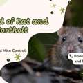Local Rat And Mice Control Northolt Experts &ndash; Humane & Guaranteed