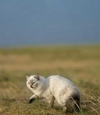 Jubail, Pet Adoption, Free Adoption Cats