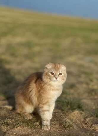 Jubail, Pet Adoption, Free Adoption Cats