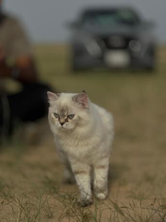 Jubail, Pet Adoption, Free Adoption Cats