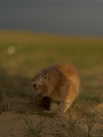 Jubail, Pet Adoption, Free Adoption Cats
