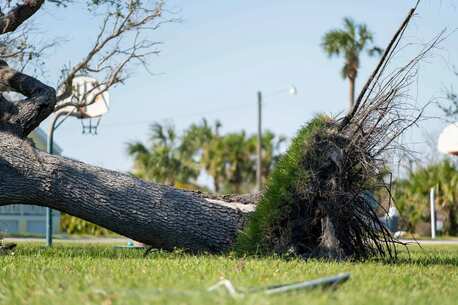 New York, Business, Need Fast Tree Removal In Hilo? Call Arborist Services Today