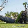 Need Fast Tree Removal In Hilo? Call Arborist Services Today