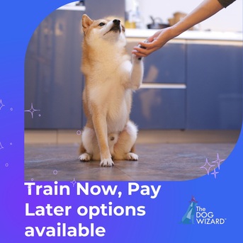 New York, Pet Sitting, The Dog Wizard - Dog & Puppy Obedience Training Tysons