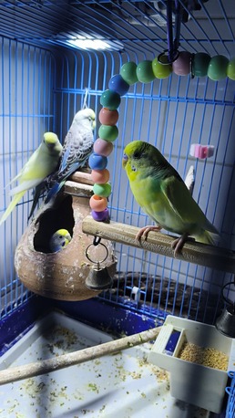 Riyadh, Pet Supplies, SAR 250,  2 Females And 1 Male Budgies With Eggs And A Big Cage