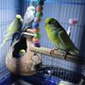 SAR 250,  2 Females And 1 Male Budgies With Eggs And A Big Cage