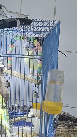 Riyadh, Pet Supplies, SAR 250,  2 Females And 1 Male Budgies With Eggs And A Big Cage