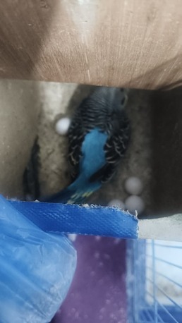 Riyadh, Pet Supplies, SAR 250,  2 Females And 1 Male Budgies With Eggs And A Big Cage