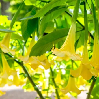 New York, Farm & Garden, USD 49,  Buy Angel Trumpet Plant Online For Beautiful Flowering Gardens