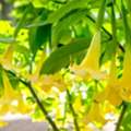 USD 49,  Buy Angel Trumpet Plant Online For Beautiful Flowering Gardens